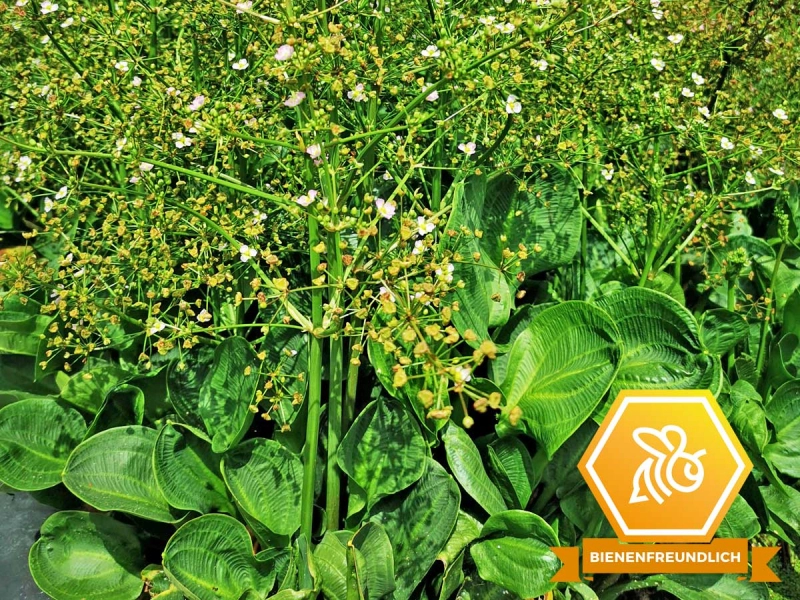 XXL Rosettenfroschlöffel 2 L Pflanztopf mit Logo bienenfreundlich